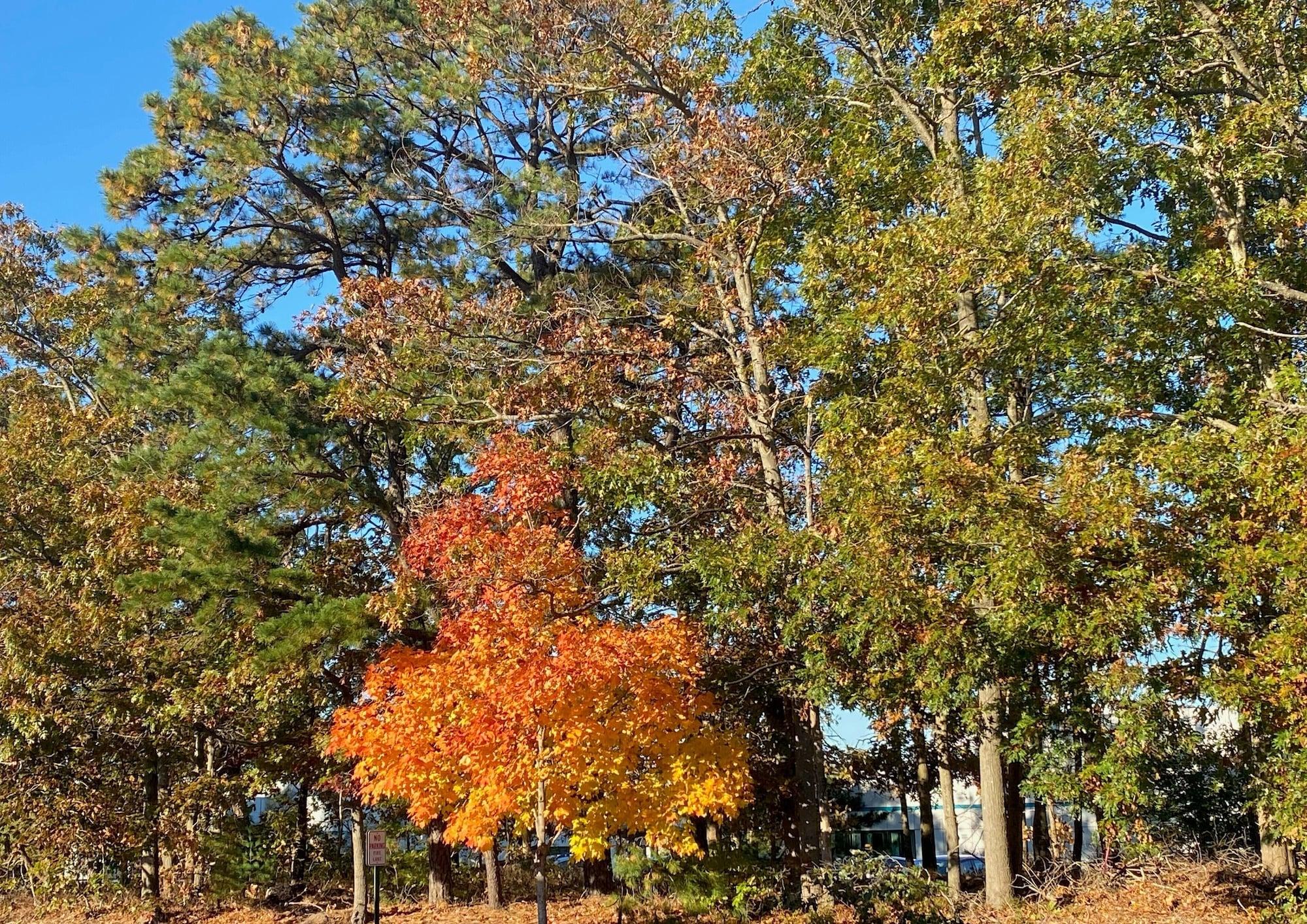 Clarion Hotel & Conference Center Toms River Esterno foto